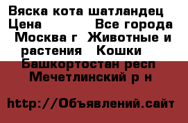 Вяска кота шатландец › Цена ­ 1 000 - Все города, Москва г. Животные и растения » Кошки   . Башкортостан респ.,Мечетлинский р-н